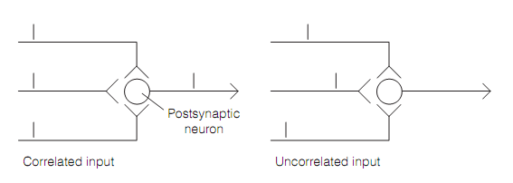 2169_Precise timing by neurons.png